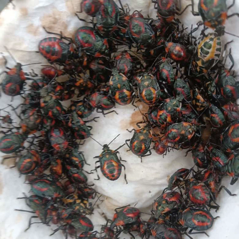 Вилкохвостый таракан, таракан, вредитель, биологическая защита, уничтожение草地贪夜蛾, армейский червь, овощные вредители