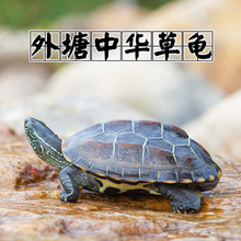 陆龟中华草龟小乌龟活体外塘长寿龟宠物水龟线龟活物龟墨龟草龟苗