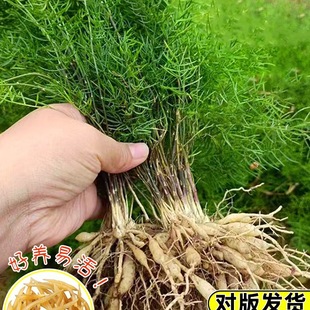 �춬���춬һ��Ʒș�ľGֲ�҃������ͺ�ϲ��ļ��������T����