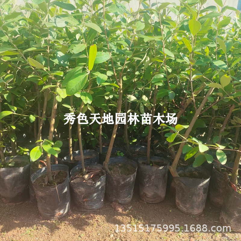 果树捻子树苗果树捻子果苗山捻子苗乌稔桃金娘树苗果苗盆栽棯子苗