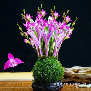 ��Ʒ�߲���ˮʯ���m������ˮ��՚��_�������҃�����Gֲ���Ի���