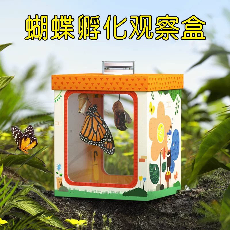 Детский наблюдательный бокс для chrysanthemum бабочки с хоронением?