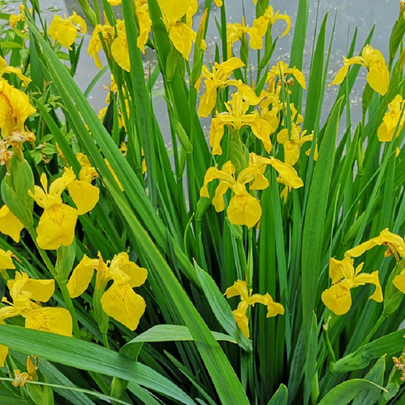 Желтый Acorus АИР Водные растения Риверсайд озеленение Канна Восставшая Ирис Различные парк Община озеленение