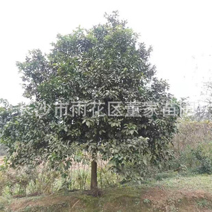 ���l�㙴�� ���ݘ�   15�����㙴 ����  ������ľ ���؏S��ֱ�N