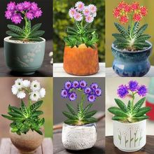 新品子宝多肉植物元宝花室内桌面防某射办公室桌面绿植花卉盆栽