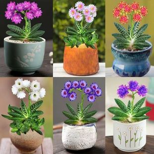 ��Ʒ�ӌ�����ֲ��Ԫ�����҃������ĳ���k��������Gֲ��������