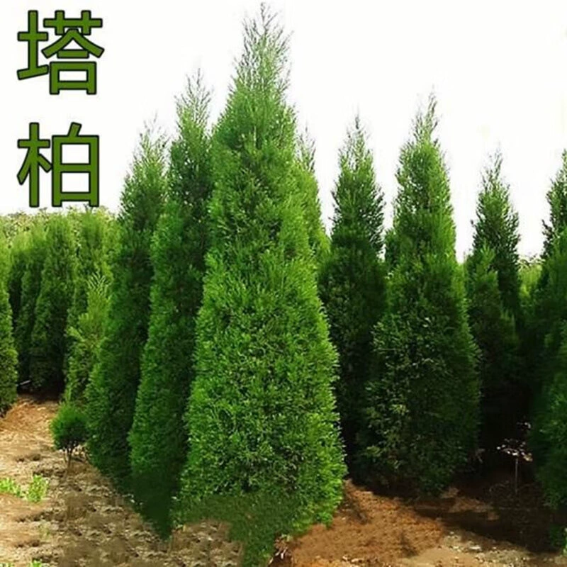 Саженцы кипарисов саженцы кипарисов Саженцы сосны пагода сосны Зеленые саженцы