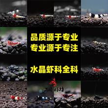 红白水晶虾黑金刚酒红黑壳虾观赏虾虾鲜活观赏除藻虾彩虾红虾观赏