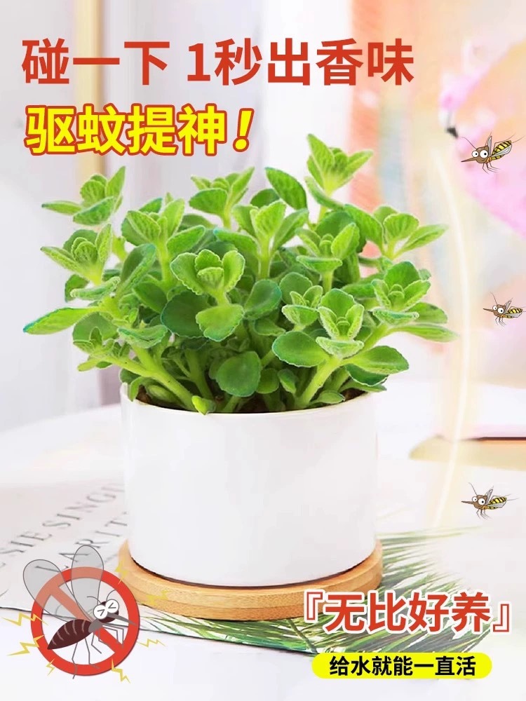 碰碰香盆栽室内桌面可水培多肉植物一抹香花苗阳台浓香型驱蚊绿植
