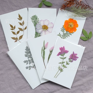手工压花贺卡干花真花明星片Botanical Card Pressed Flowers标本