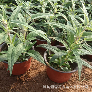 Cold-Resistant Park Greening Grass Plant Mexican, Sage, Mexican, Sage Plug Tray