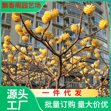 һlY㻨辰̨҃ͥԺͺֲ@־G