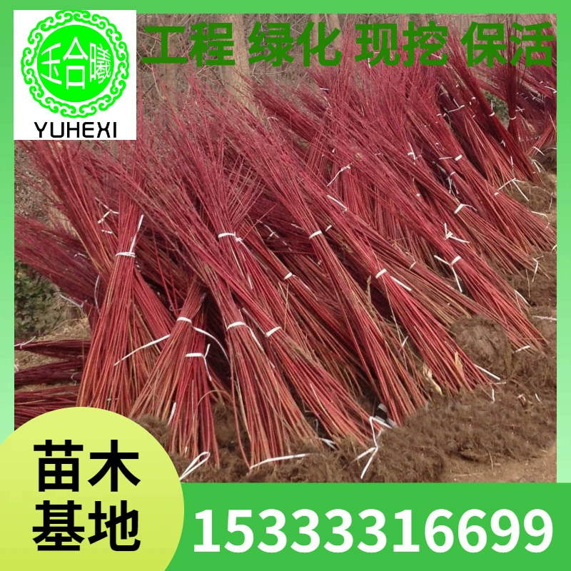 Красный острогубец, рассада красного острогубца в чашках, питательные рассада в чашках, кучи красного острогубца, шарики красного острогубца, живая изгородь из красного острогубца