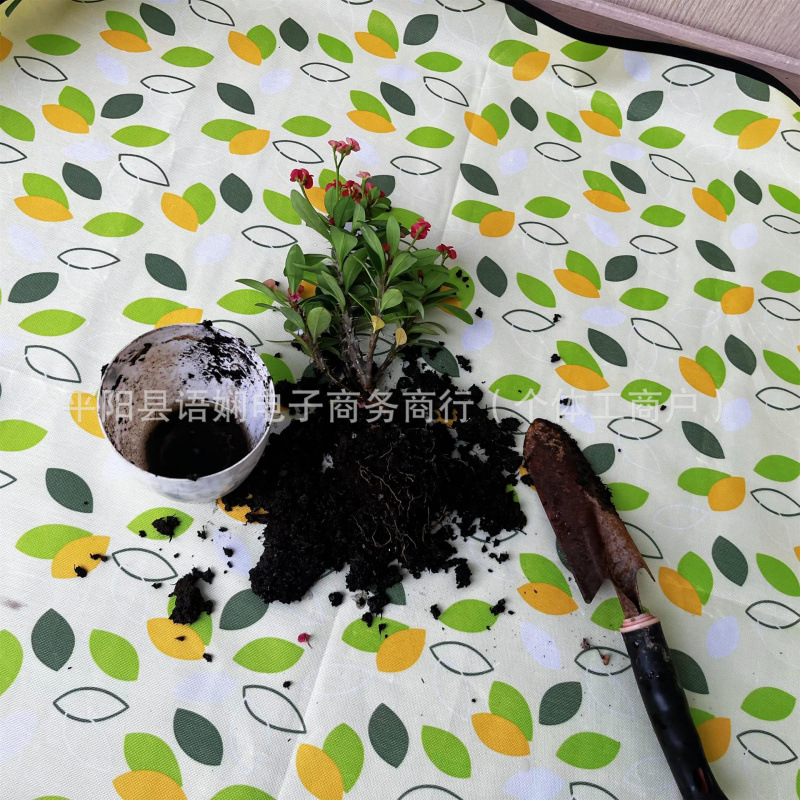 샤오페이예(스팟)