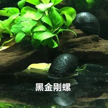 ���坍�����ݰ��bС��܊ñ�~�׵�ˮ������ˮ�^�p���R�ڽ���