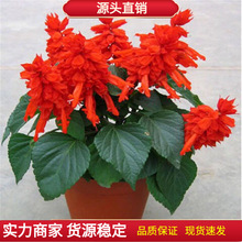 �������Uһ���t�N�ӻ��� �ߗUһ���t���ш@�־G�����N��һ