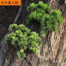 ����°ؘ�֦�ٻ��ɘ�������֦����Ǭ�ﻨ���ϻ��ɘ��~�Ӽ٘�