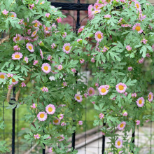 ����С�r�ջ����S��ձڒ�����������@�L�h�ʖř���Ұ���滨��