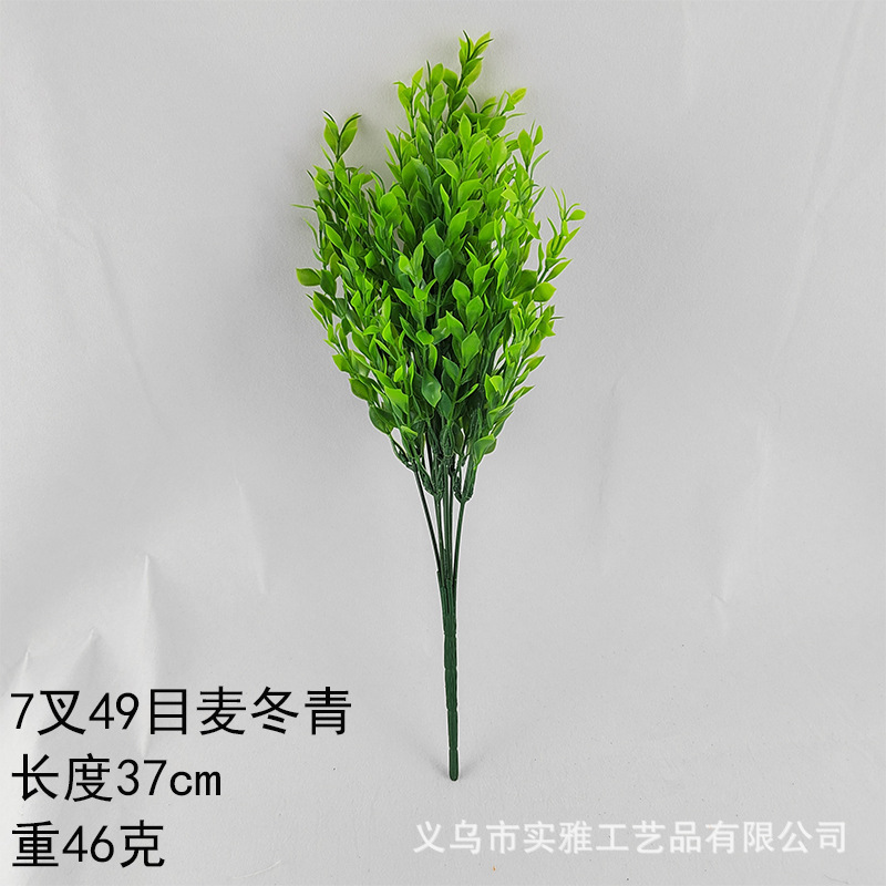 Radix japonicus 7x49m