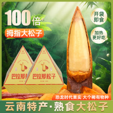 巴拉那松子云南特产原味熟食拇指大松子球大颗粒坚果零食休闲小吃