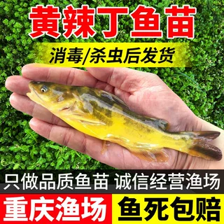 黄辣丁鱼苗黄骨鱼苗淡水养殖食用活体冷水黄颡鱼昂刺黄丫头黄鸭叫