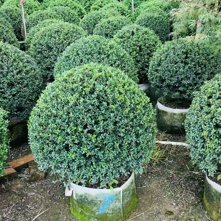 Прямые продажи от цветочной фабрики: шары из шиповника, японские шары из шиповника, саженцы шиповника для ландшафтного дизайна и садовых растений.