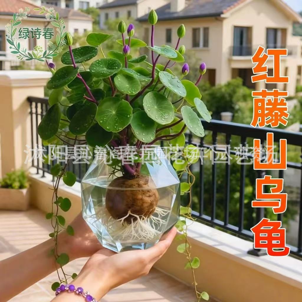 山乌龟植物好养盆栽室内阳台爬藤观叶绿植物一叶龟金不换种球水培