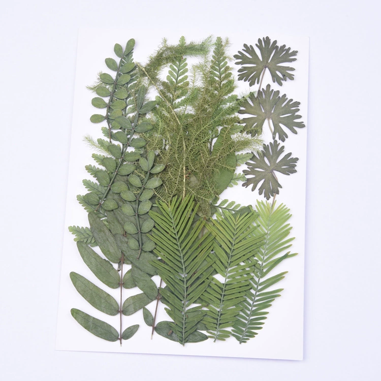 Трансграничная горячая Распродажа сушеный цветок тисненый цветок Материал Упаковка сухая трава зеленый смешанный набор образец растений гель капля чехол для мобильного телефона фоторамка