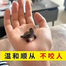 乌龟活物适合家养的迷你苏北金线中华草龟呆萌认主易存活小乌龟苗