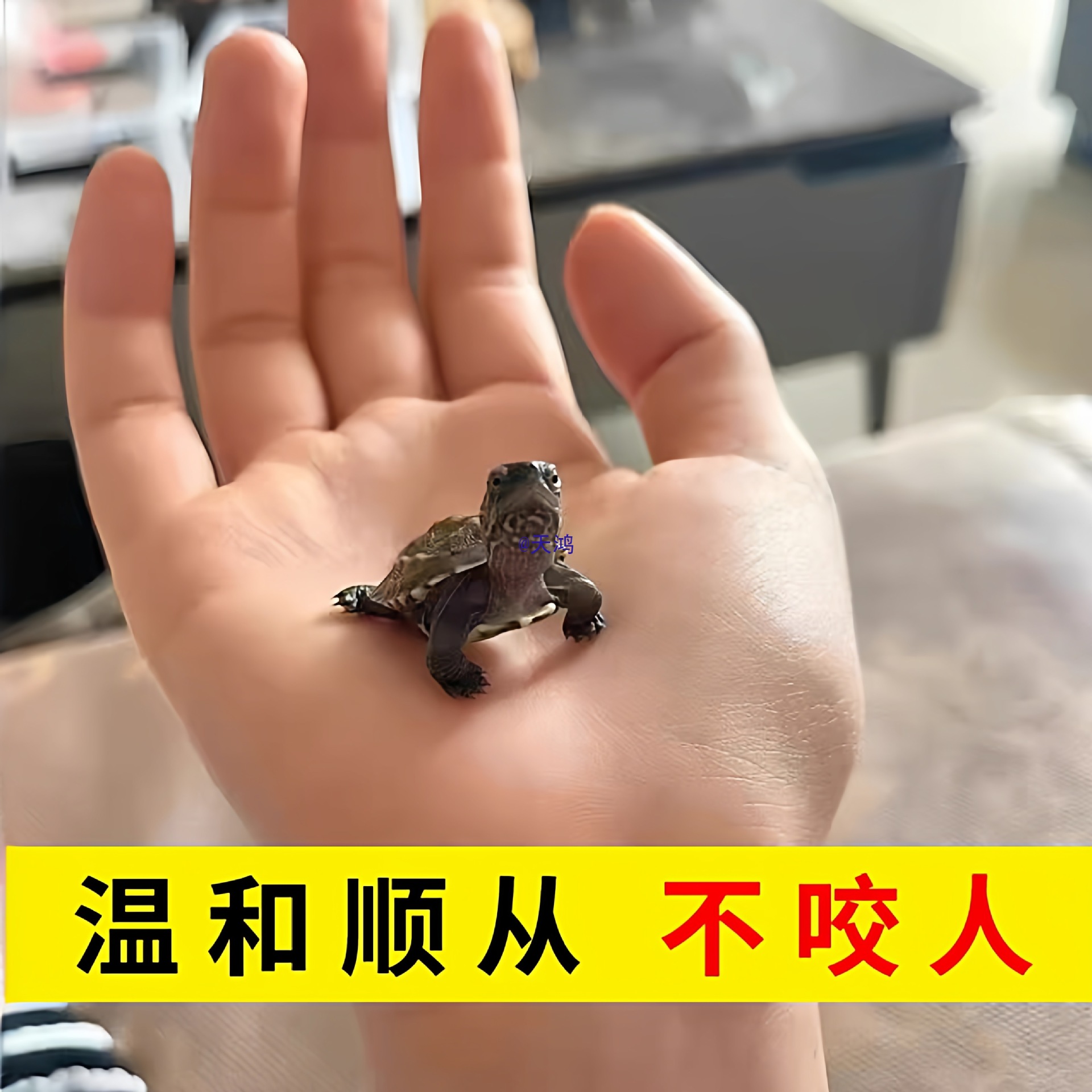乌龟活物适合家养的迷你苏北金线中华草龟呆萌认主易存活小乌龟苗