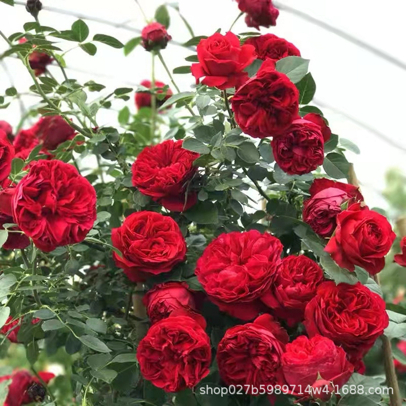 红龙月季藤本花卉蔷薇花苗带花苞四季开花大苗拱门栅栏爬藤