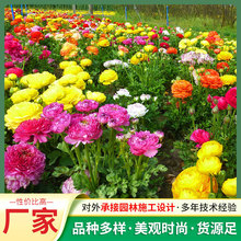 花毛茛种子仙境系列盆栽花卉庭院种植