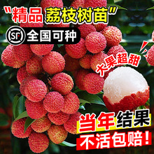 ������Y������֦���m�o�˹�ζ������������ЦŴ���ټ޽�ˮ������