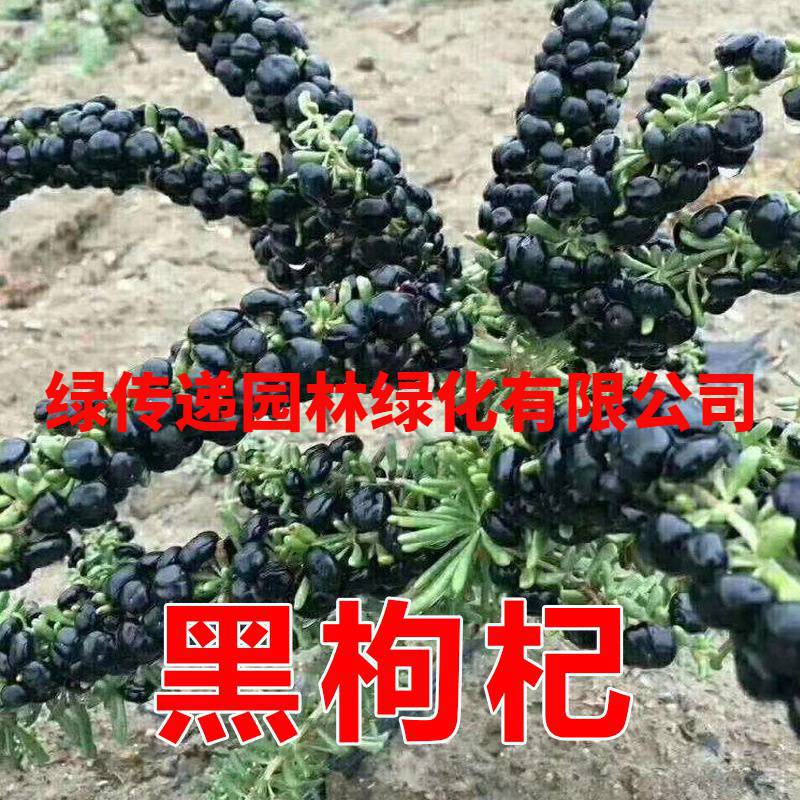 枸杞苗树盆栽地栽南北方四季种植当年结果枸杞食用宁夏黑红枸杞苗