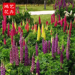 Lupine Blue Pink Yellow Red Lupine Potted Flower Seedlings Landscape Flower Sea Courtyard Seedlings Small Cup Wholesale