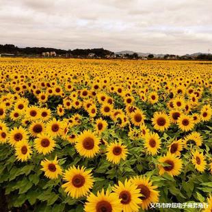 Wholesale Ornamental Sunflower Seeds, Mini Sunflower Multi-Headed Sunflower Seeds, Colorful Sunflower Flower Sea Scenic Spots