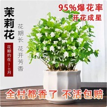���������Ԏ������d�ӻ���ֲ���҃ȾGֲ��������㻨�ڎ������B