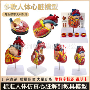 ���w��׼���K����ģ�� B���ʳ��ɲ�ж��Ȼ�����K�t�W�̌W�̾�ģ��