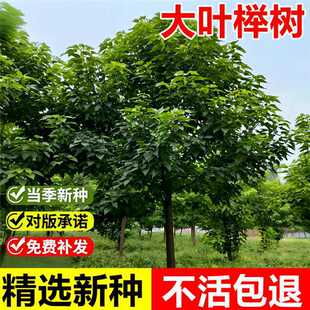 �����²ɴ��~�Θ�N�Ӽt�Θ���~���u�͘侰�^�G�����~��ľ��N��