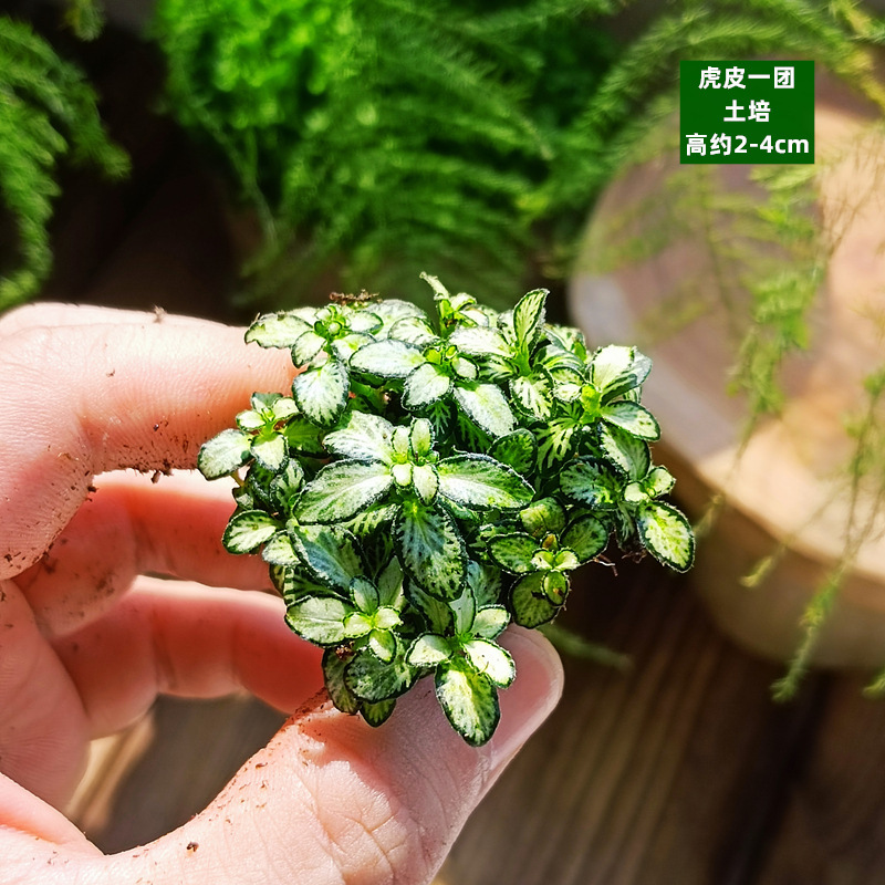 황백색 토양 재배 - 호랑이 가죽 공