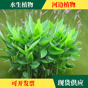 ˮ��ֲ��N�����l�Sβ�������S����ǧ�������˽����~���JȔ����