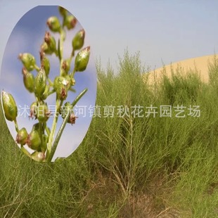 Sand-Proof and Soil-Fixing Pasture, Sand Wormwood Seeds, Spartina Grass, Sand Rice, Sand Pampas Grass, Five-Leaf Grass Seeds, Flower Stick Seeds, Greening