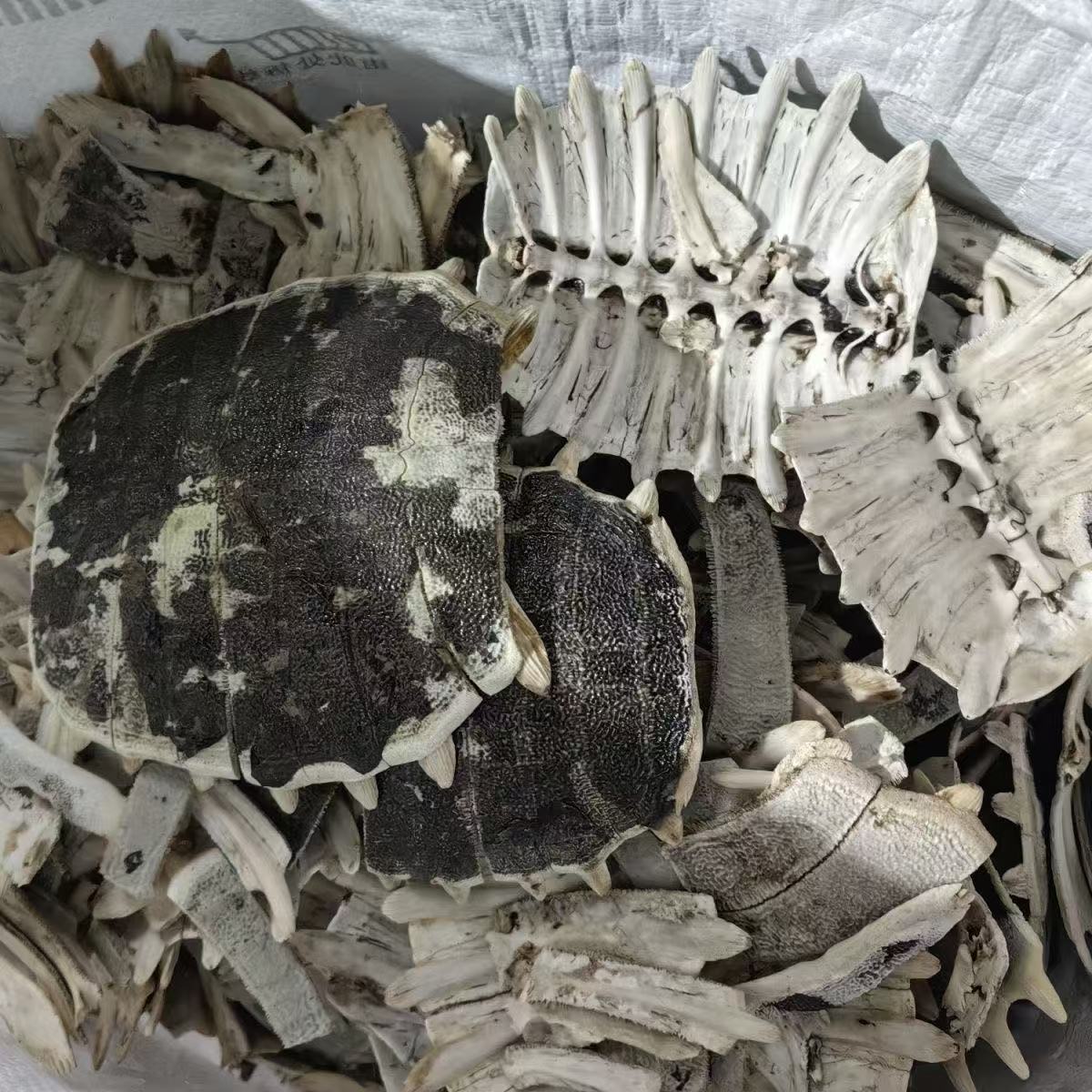 Bie Jia (Trionyx sinensis) Dried Turtle Shell Pieces — Traditional Chinese Herb, 500g overview