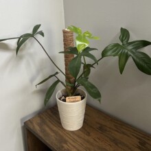 定制椰棕纤维植物攀爬稳固支撑龟背竹椰丝攀爬架爬藤支撑杆