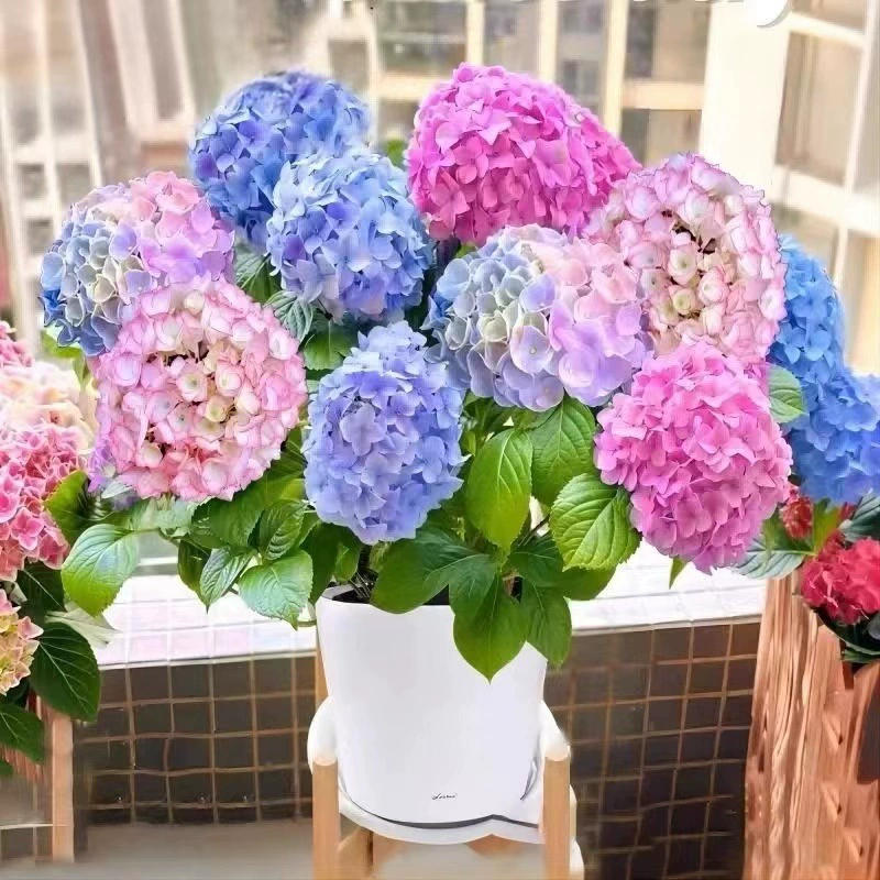 Бесконечные саженцы гортензии цветут летом