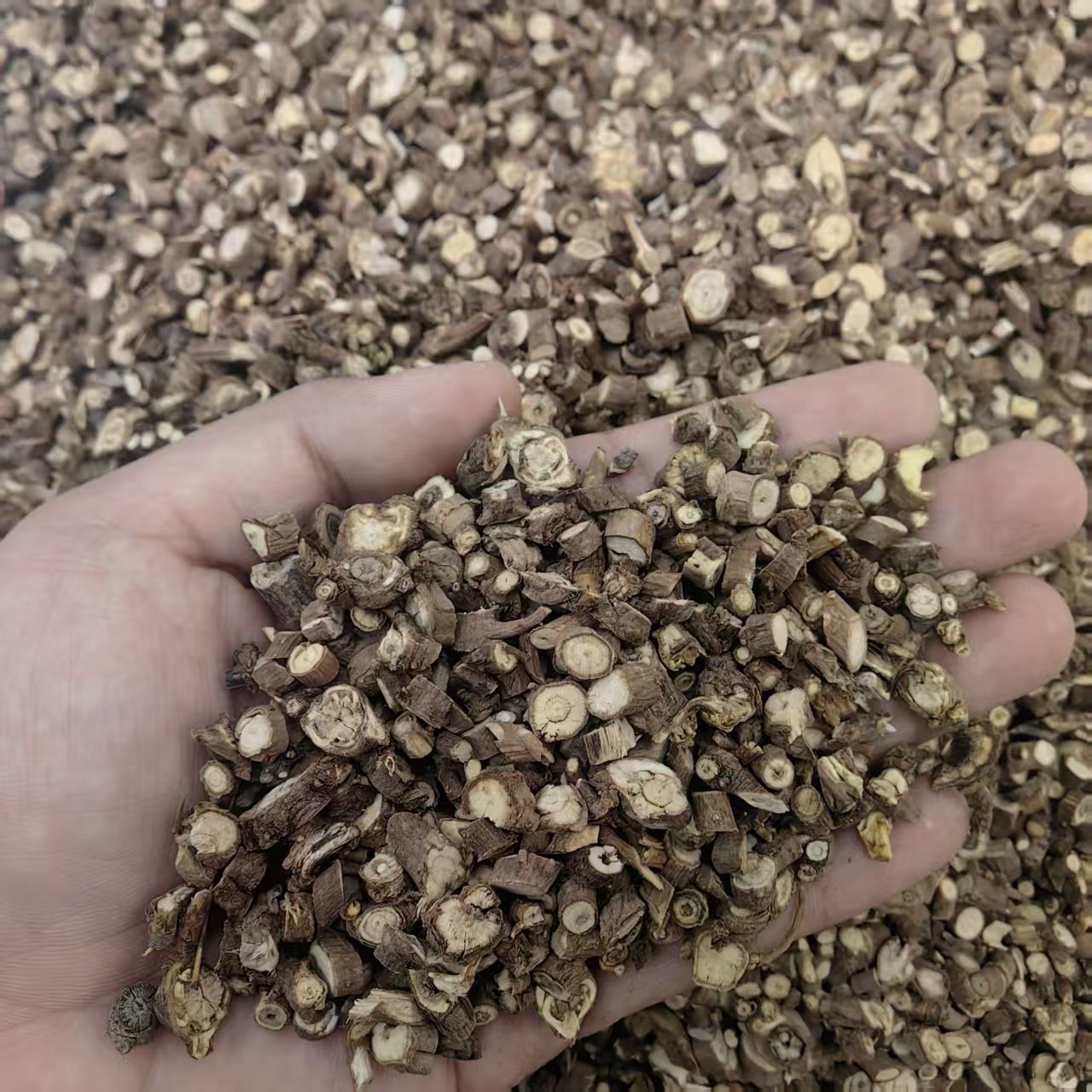Chai Hu Bupleurum Root Powder 500g North Chaihu Traditional Herbal Powder for Decoction and Tea quality and texture