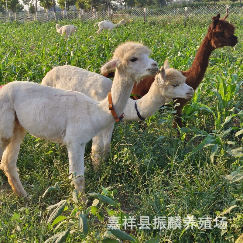 Ферма альпак, одна альпака, как эффективно разведение альпак, можно ли посмотреть альпак?