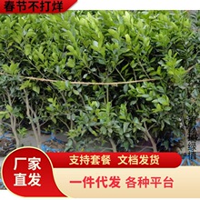 ɳ�ǽۘ�����������Ϸ������Nֲ���Ә���̽۹������޽�ɰ����