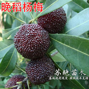 �������÷������㽭�|��������ش�̖ˮ��������Ϸ��Nֲ����