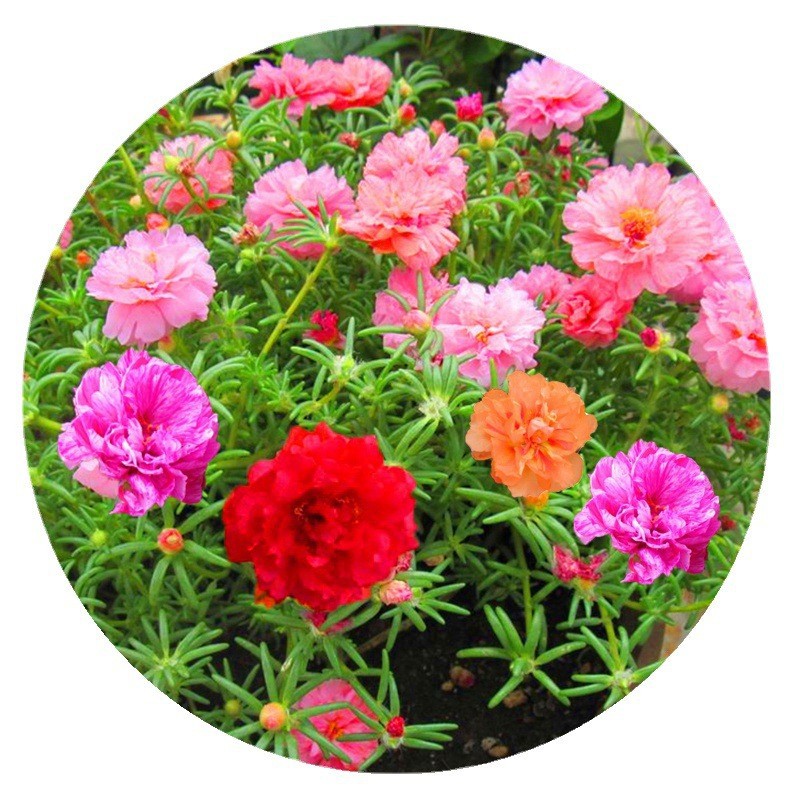 Venta al por mayor de semillas de flores y plantas eustoma malvarrosa peonía cobre dinero hierba margarita rosa sol peonía flor combinación de flores